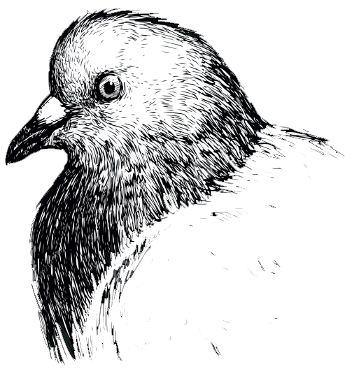 The Back Lane Tavern